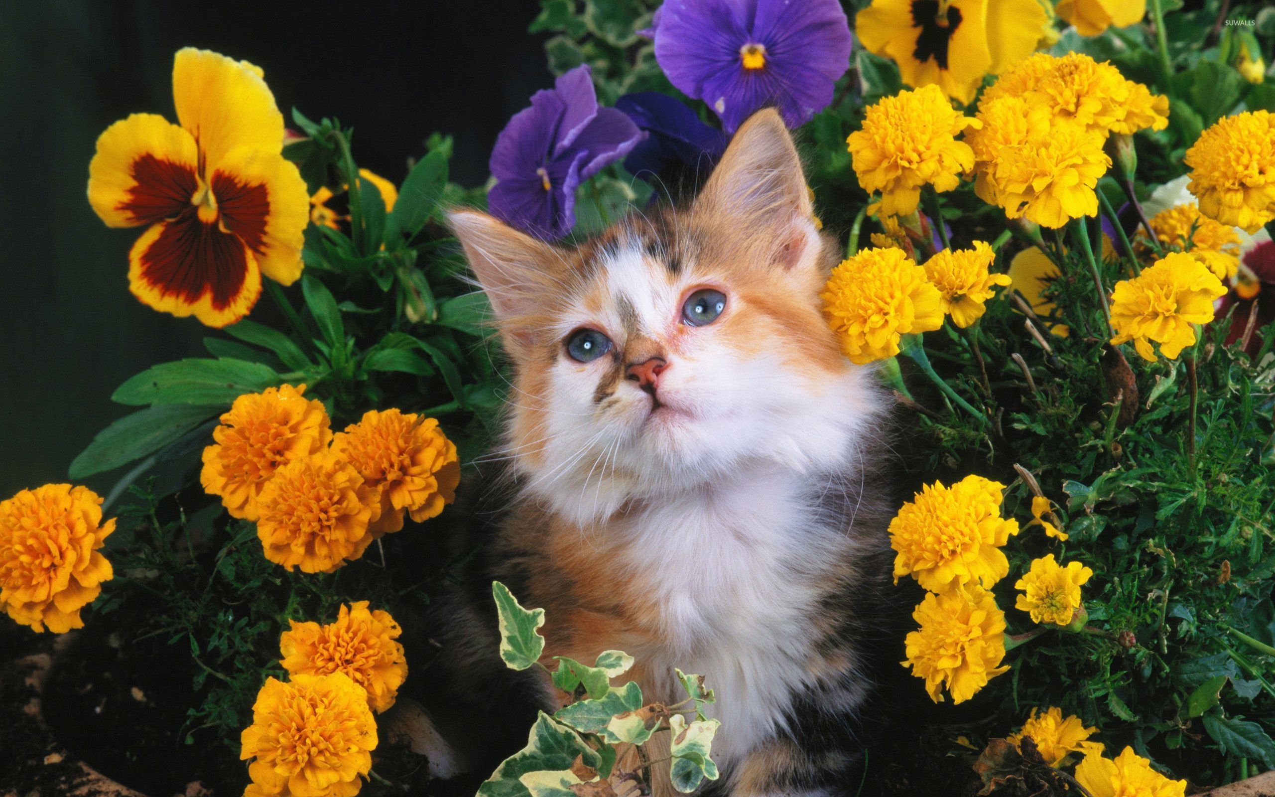 Cat between flowers wallpaper Animal wallpapers 46999