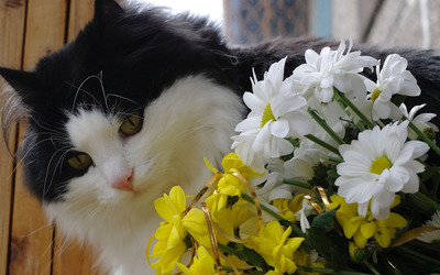 Cat by a bouquet wallpaper