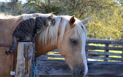 Cat cuddling with a horse wallpaper