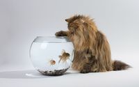 Cat curious about the fish in the bowl wallpaper 1920x1200 jpg