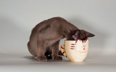 Cat drinking from a cup wallpaper