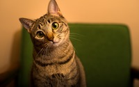 Cat gazing wallpaper 2560x1600 jpg