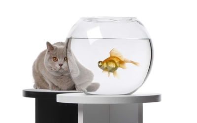 Cat hiding behind a fishbowl wallpaper