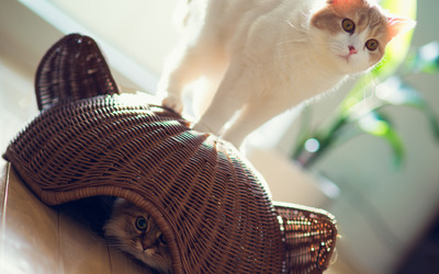 Cat hiding under the basket wallpaper