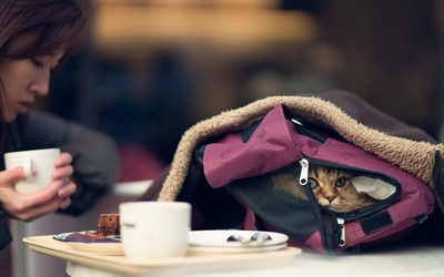 Cat in a bag Wallpaper