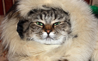 Cat in a fur wallpaper 3840x2160 jpg