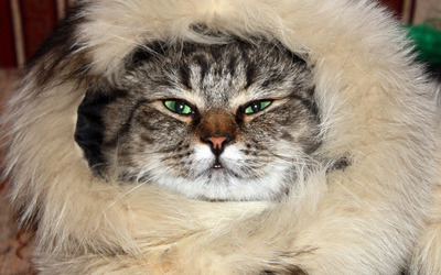 Cat in a fur wallpaper