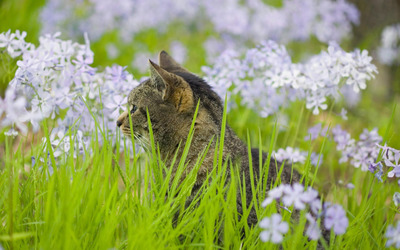 Cat in the grass [2] wallpaper