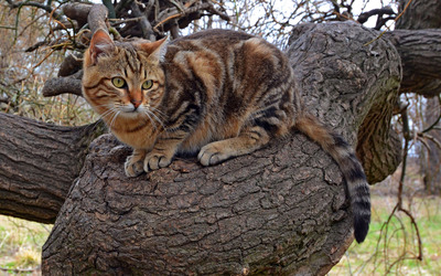 Cat on a tree wallpaper