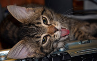 Cat on keyboard wallpaper 2560x1600 jpg