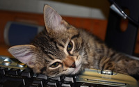 Cat on keyboard [2] wallpaper 2560x1600 jpg