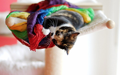 Cat playing with scarves wallpaper