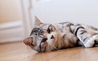 Cat resting wallpaper 2560x1600 jpg