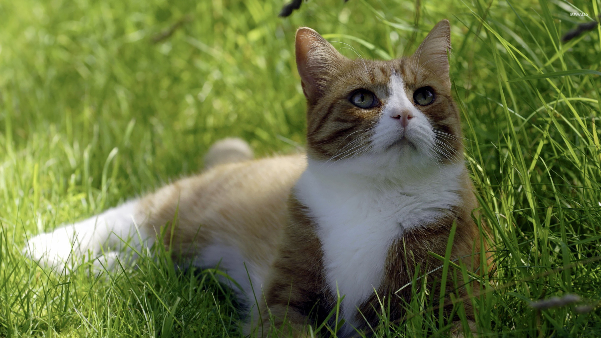 Cat sitting in the grass wallpaper - Animal wallpapers 