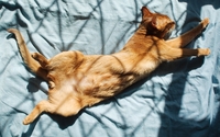 Cat stretching wallpaper 1920x1200 jpg