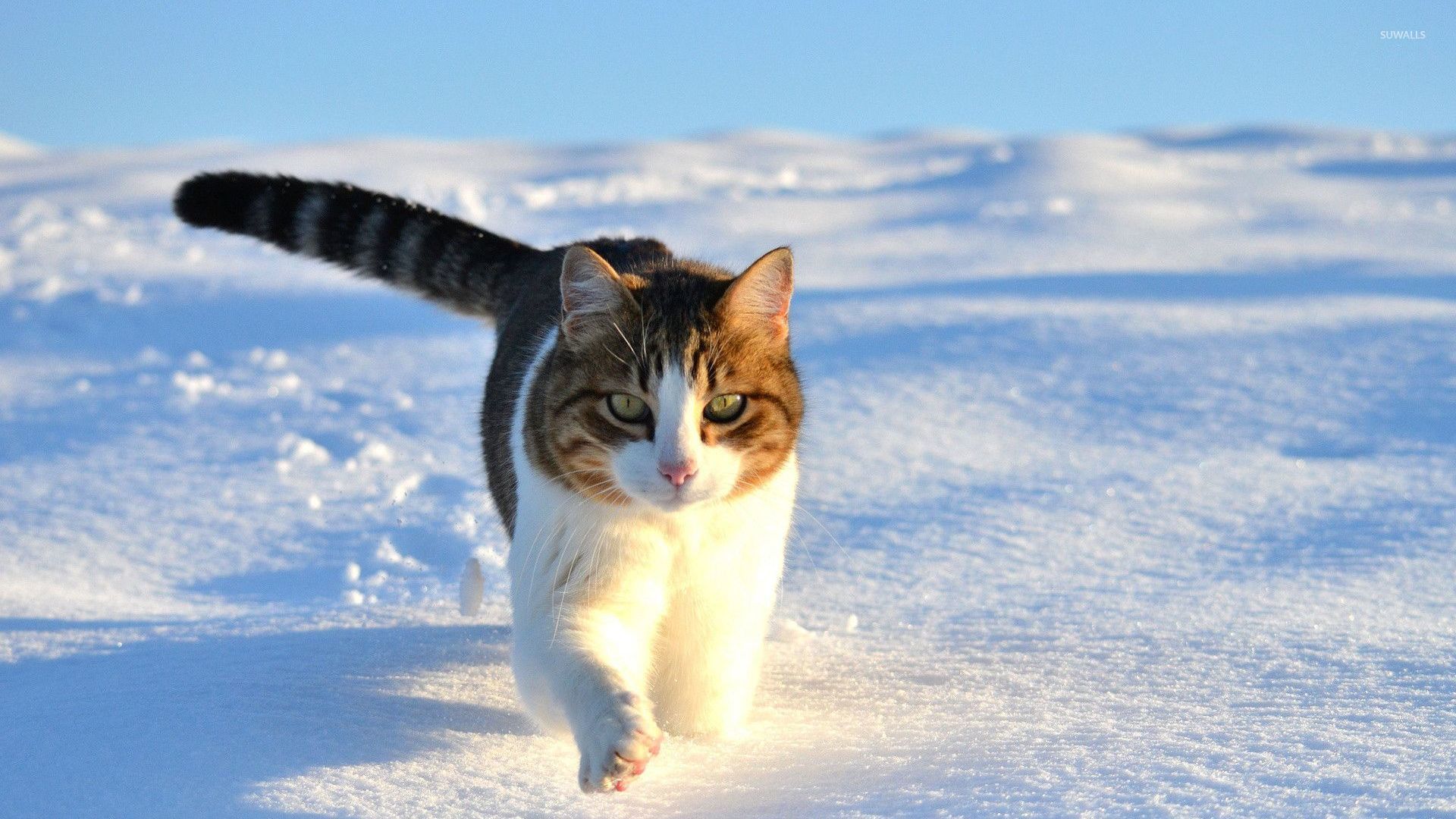 Cat walking in the snow wallpaper - Animal wallpapers - #27168