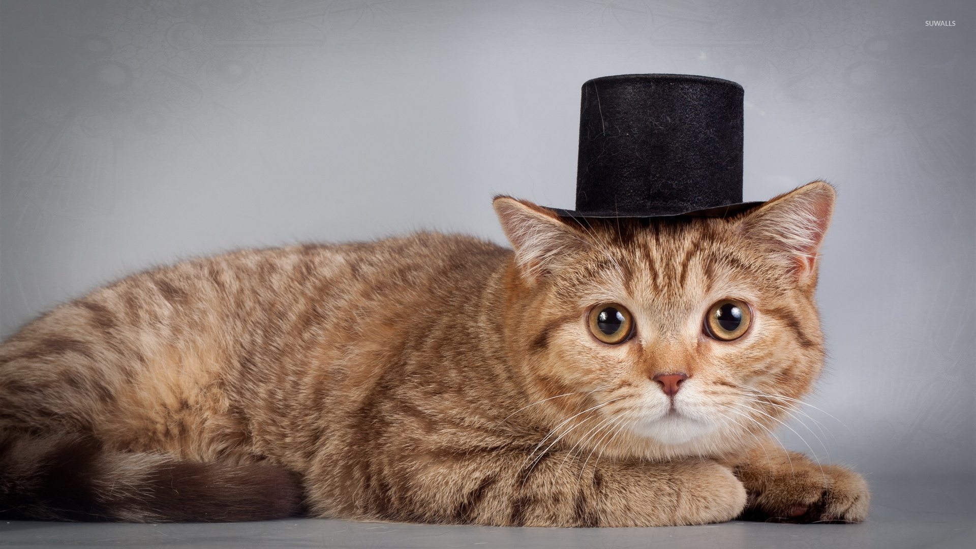 Cat with a hat wallpaper - Animal wallpapers - #42223
