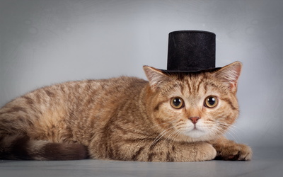 Cat with a hat wallpaper