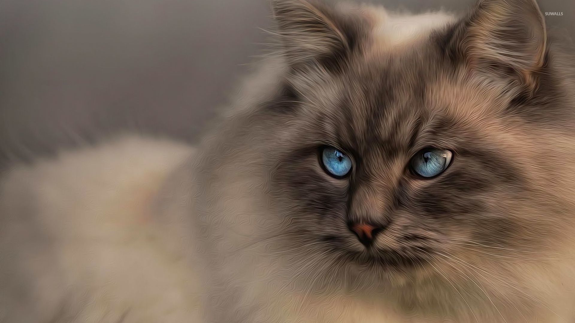 Cat with blue eyes wallpaper - Animal wallpapers - #32983