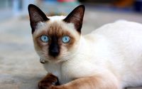 Cat with blue eyes [2] wallpaper 1920x1200 jpg