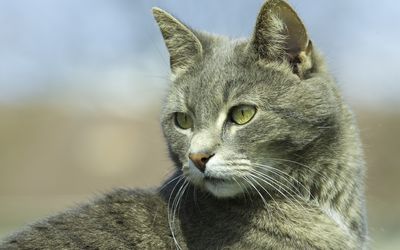 Cat with gray fur wallpaper
