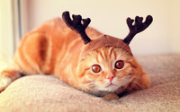 Cat with reindeer antlers wallpaper 2560x1600 jpg