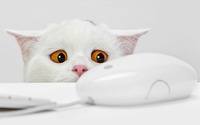 Cat yearning for the mouse wallpaper 1920x1200 jpg