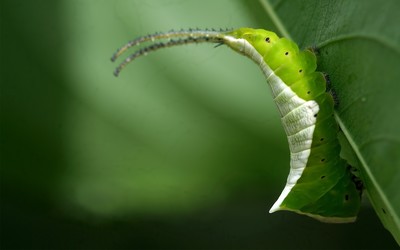Caterpillar [2] wallpaper