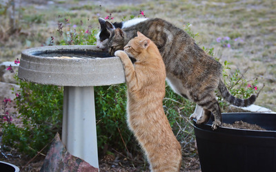 Cats drinking water from a fountain wallpaper