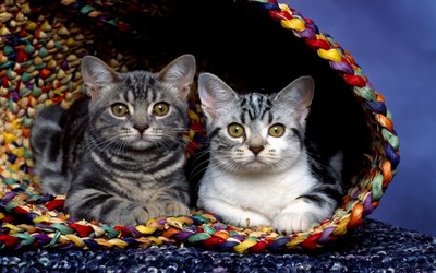 Cats in a basket wallpaper
