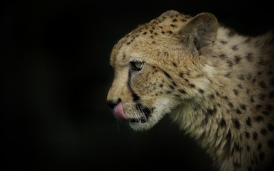 Cheetah close-up wallpaper