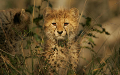 Cheetah Cub Wallpaper