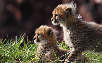 Cheetah cubs [2] wallpaper