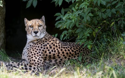 Cheetah hiding under a tree wallpaper