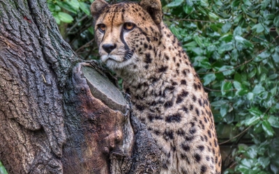 Cheetah in a tree wallpaper