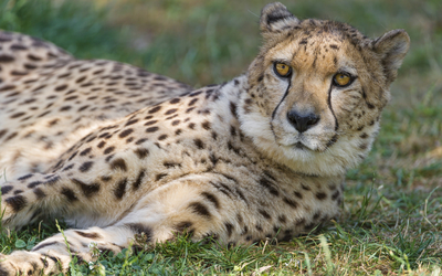 Cheetah resting in the grass wallpaper