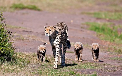 Cheetah with cubs wallpaper