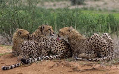 Cheetahs lying on the ground wallpaper