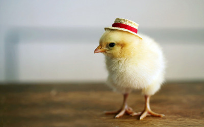 Chick with a hat wallpaper