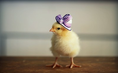 Chick with a purple hat wallpaper
