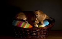 Chihuahua sleeping in a basket wallpaper 2560x1600 jpg