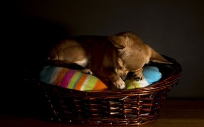 Chihuahua sleeping in a basket wallpaper