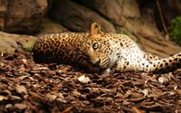 Chilling leopard wallpaper 2560x1600 jpg