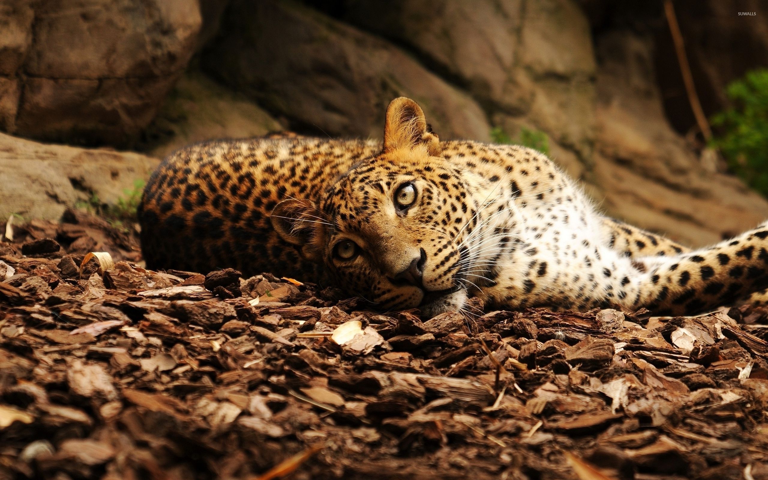 природа животные леопард nature animals leopard без смс