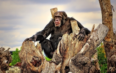 Chimpanzee [2] wallpaper
