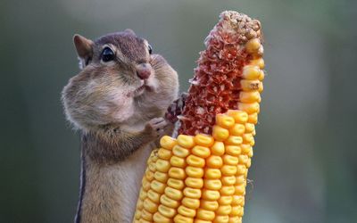 Chipmunk eating corn wallpaper
