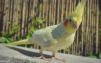 Yellow and white Cockatiel wallpaper 1920x1080 jpg