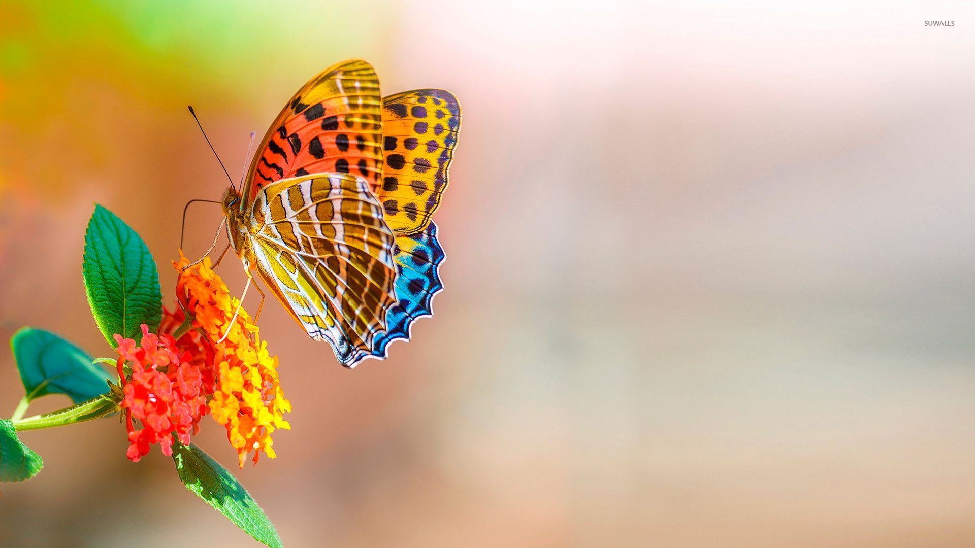 Colorful butterfly wallpaper - Animal wallpapers - #46510