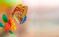 Colorful butterfly wallpaper 1920x1080 jpg