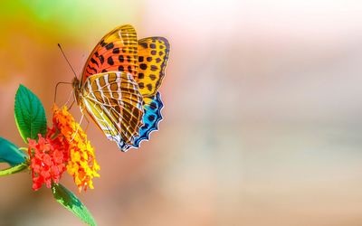 Colorful butterfly wallpaper